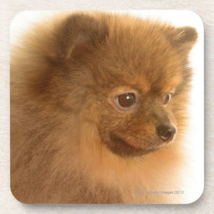 Dessous-de-verre Pomeranian