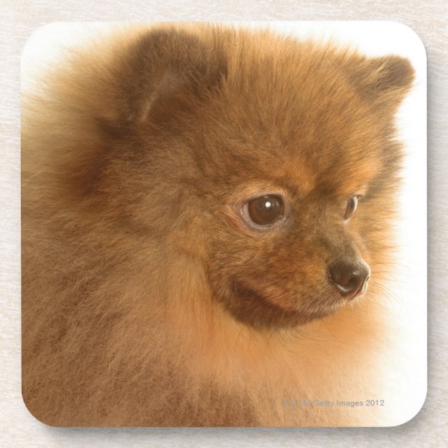 Dessous-de-verre Pomeranian (Devant)