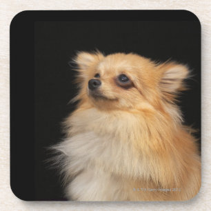 Dessous-de-verre Pomeranian recherchant sur le noir