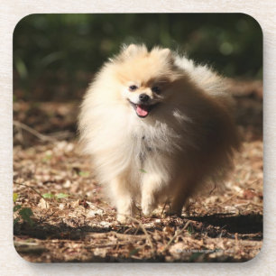Dessous-de-verre Pomeranian trottant dans le feuille tombé