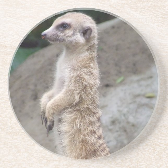 Dessous de verre portés en équilibre de Meerkat (Devant)