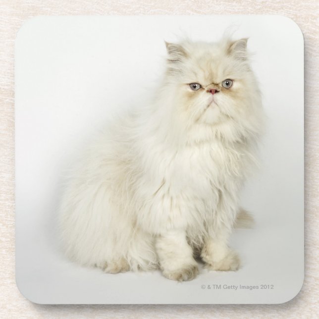 Dessous-de-verre Portrait de chat persan (Devant)