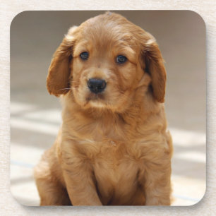 Dessous-de-verre Portrait de chiot mignon photo