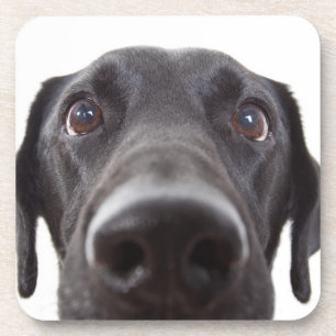 Dessous-de-verre Portrait de fermeture Black Labrador