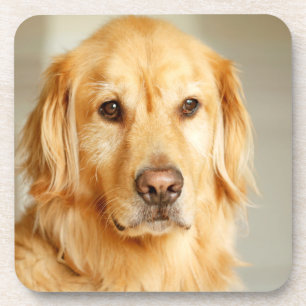 Dessous-de-verre Portrait de Golden Retriever