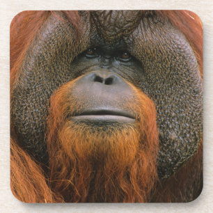 Dessous-de-verre Portrait de mâle orang-outan, Géorgie, États-Unis