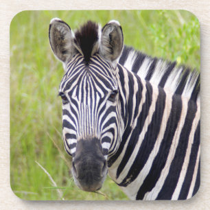 Dessous-de-verre Portrait de Plains Zebra, Hluhluwe-Umfolozi Game