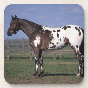 Dessous-de-verre Position de cheval d'Appaloosa