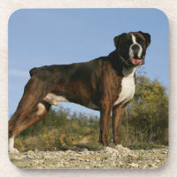 Position d'exposition canine de boxeur