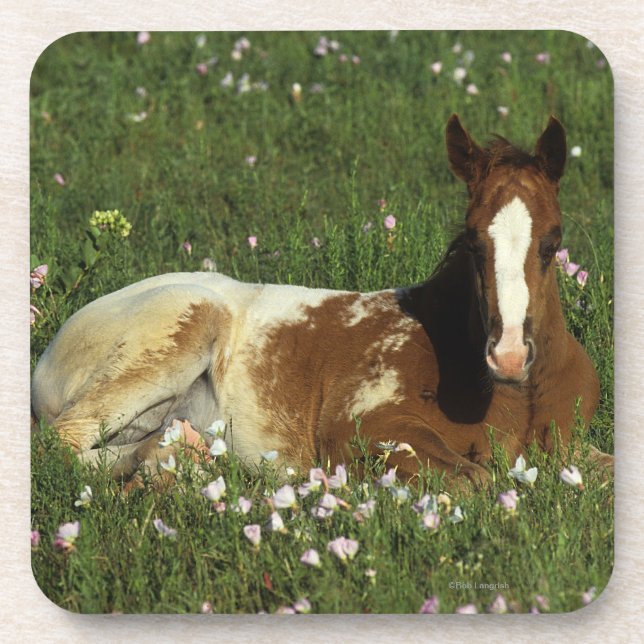 Dessous-de-verre Poulain d'Appaloosa fixant en fleurs (Devant)