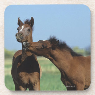 Dessous-de-verre Poulains jouant 2