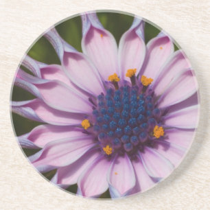 Dessous de verre pourpres de marguerite