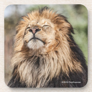 Dessous-de-verre Prendre un bain de soleil masculin de lion