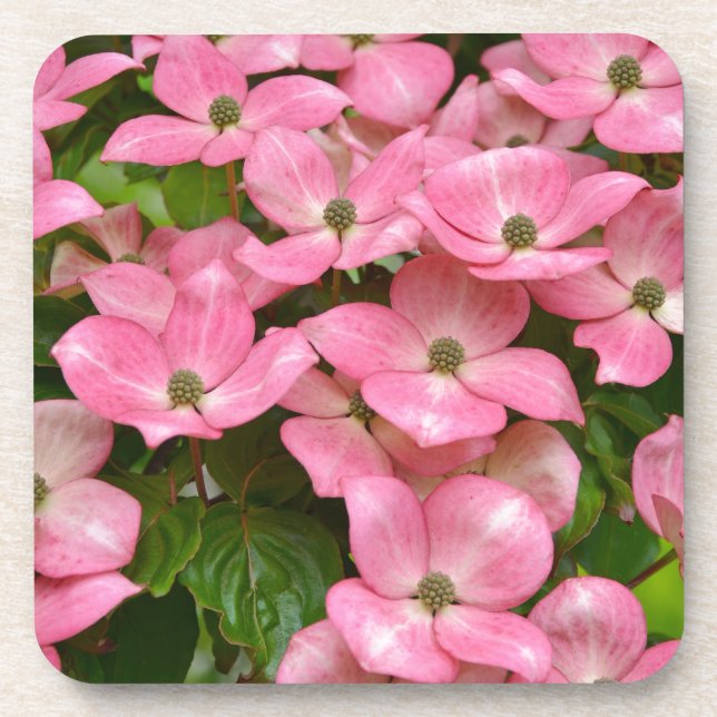 Dessous-de-verre Presse de fleurs de bois de kousa rose (Devant)