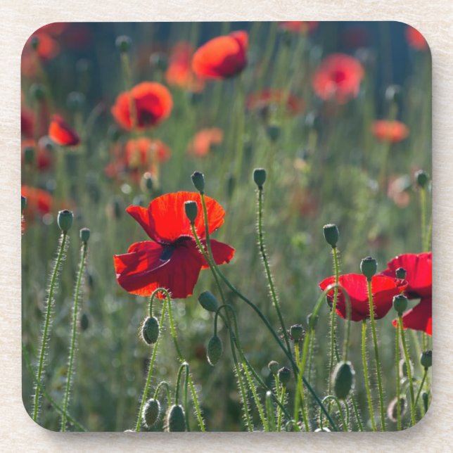 Dessous-de-verre Pretty Poppies in Wild Meadow Photo (Devant)
