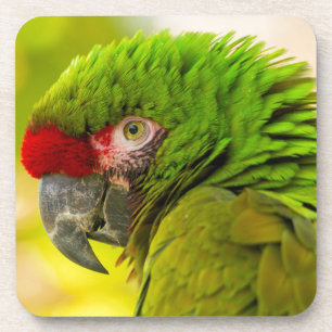 Dessous-de-verre Profil d'ara au zoo de Santa Barbara