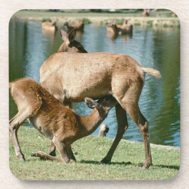Dessous-de-verre Progéniture de soins de cerfs communs rouges (Devant)