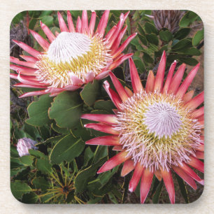 Dessous-de-verre Protéa roi (Protea Cynaroides), Helderberg