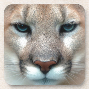 DESSOUS-DE-VERRE PUMA MAGNIFIQUE