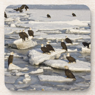 Dessous-de-verre Pygargue à tête blanche, Haliaeetus leucocephalus,