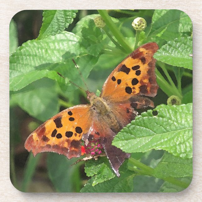 Dessous-de-verre Question Mark Butterfly on Lantana (Devant)