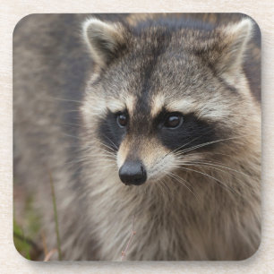 Dessous-de-verre Raccoon, Lotor Procyon, Floride