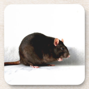 Dessous-de-verre Rat coastercnm