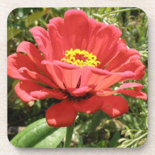 Dessous de verre Red Zinnia Cork