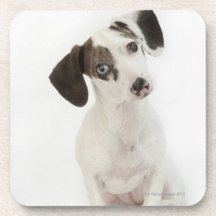 Dessous-de-verre Regarder femelle de chiot de teckel/chiwawa