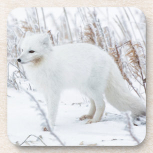Dessous-de-verre Renard Arctique