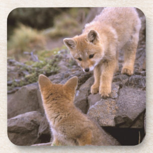 Dessous-de-verre Renard gris sud-américain (Lycalopex griseus) coup