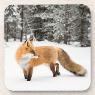 Dessous-de-verre Renard rouge en neige blanche