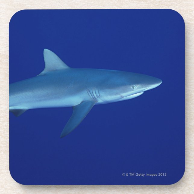 Dessous-de-verre Requin (Devant)