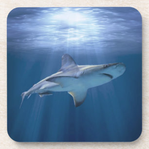 Dessous-de-verre Requin de croisière