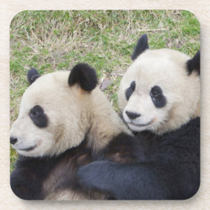 Dessous-de-verre Réserve de Wolong, Chine, Panda géant embrassant