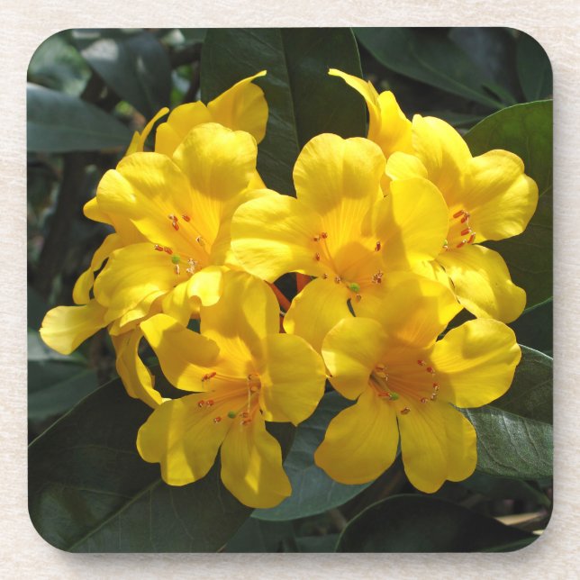 Dessous-de-verre Rhododendron jaune (Devant)