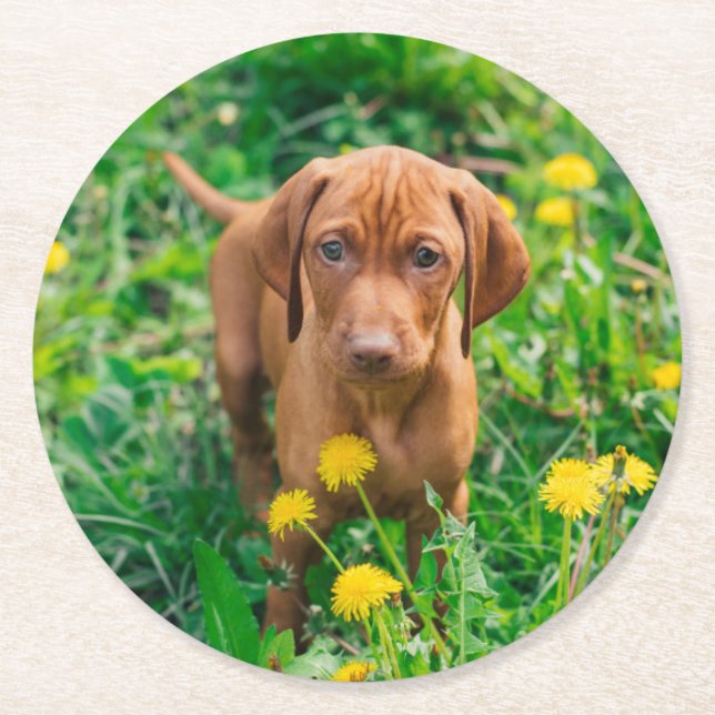 Dessous De Verre Rond Cutest Baby Animals | Pointer Puppy (Devant)