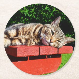 Dessous De Verre Rond Dessous de verre de chat tigré