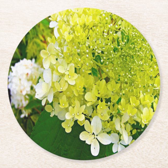 Dessous De Verre Rond Élégante Chartreuse Vert Limelight Hydrangea (Devant)