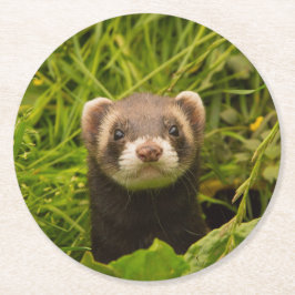 Dessous De Verre Rond Ferret Brown mignon dans l'herbe photo