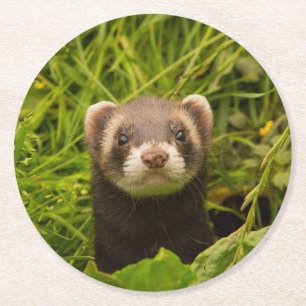 Dessous De Verre Rond Ferret Brown mignon dans l'herbe photo
