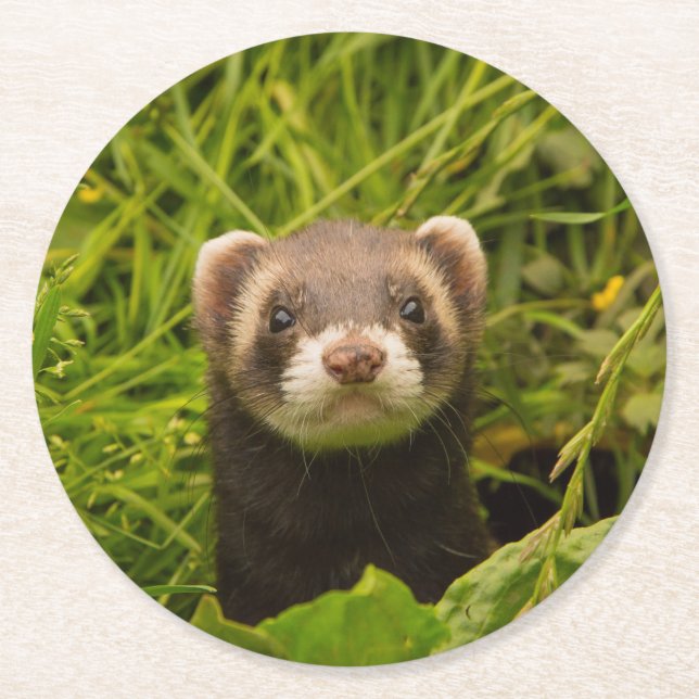 Dessous De Verre Rond Ferret Brown mignon dans l'herbe photo (Devant)