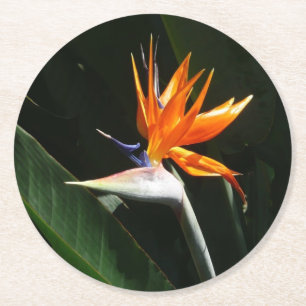 Dessous De Verre Rond Flower tropical orange paradise