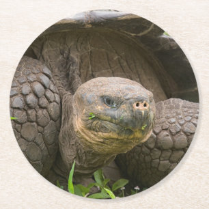 Dessous De Verre Rond Giant turtle