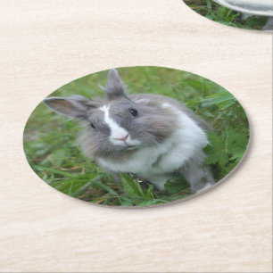 Dessous De Verre Rond Lapin lapin