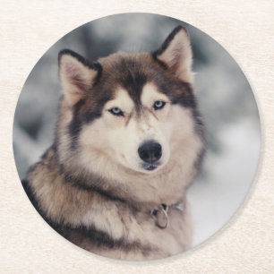 Dessous De Verre Rond Le magnifique Husky en plein air