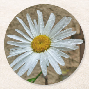 Dessous De Verre Rond Leucanthemum