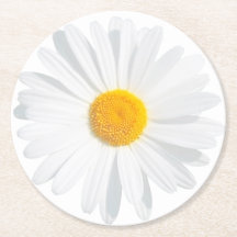 marguerite blanche