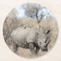 Rhino blanc