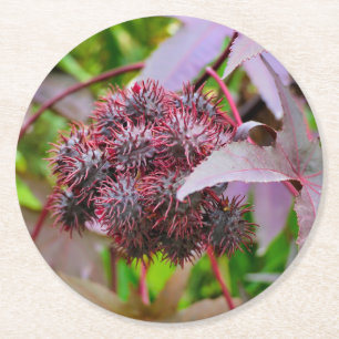 Dessous De Verre Rond Ricinus communis